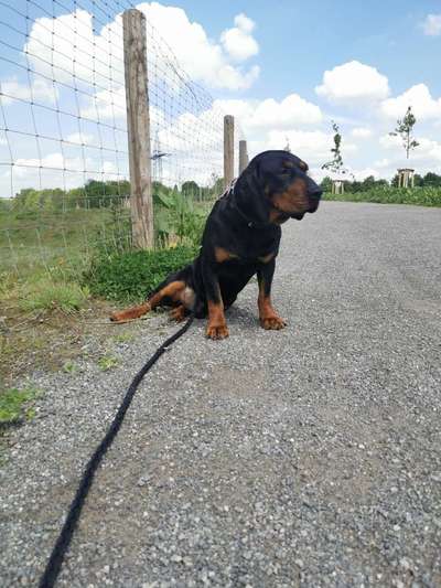 Hundetreffen-Gassirunde oder Freilauffläche-Bild