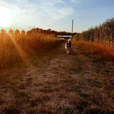 Hundetreffen-Hunderunde nach Absprache-Bild