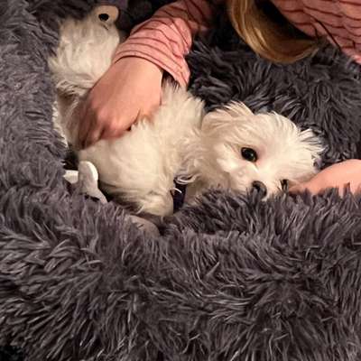 Hundetreffen-Suche andere Welpen zum spazieren gehen und Sozialisierung-Bild