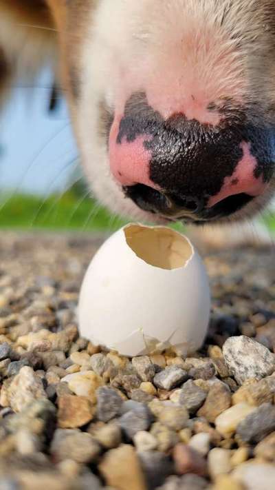 Zeigt mir die tollste Nahaufnahme von eurer Fellnase-Beitrag-Bild