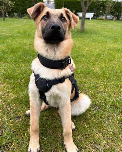 Auslandstierschutz-Beitrag-Bild