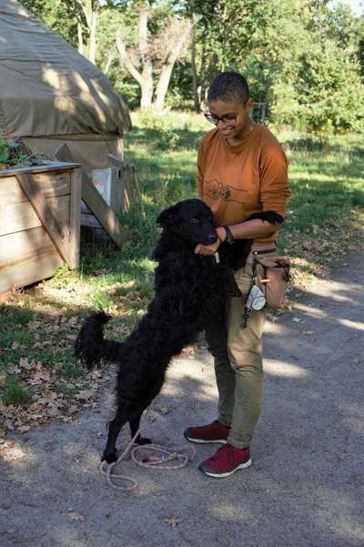 Hundetreffen-Kostenloses Hundetraining für Ausbildung-Bild