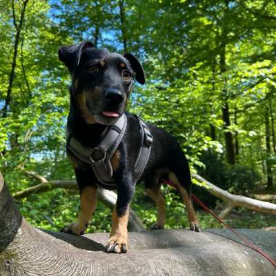 Hundetreffen-Trainingspartner gesucht-Bild