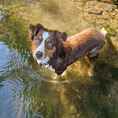 Hundetreffen-Spielrunde im Lengenfeld