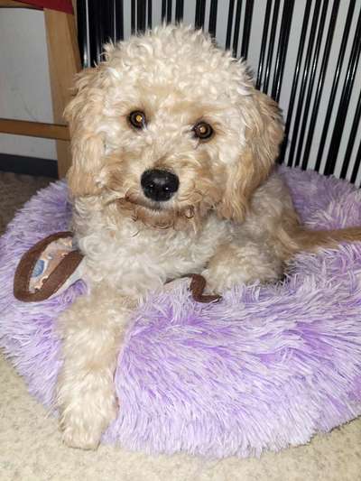 Hundesachen von Temu-Beitrag-Bild