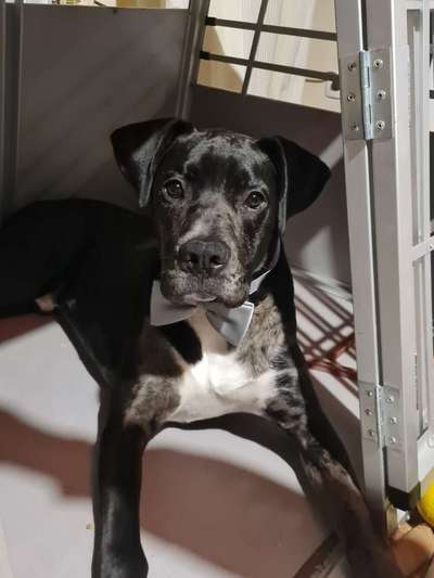 eure Spitznamen für die Vierbeiner-Beitrag-Bild