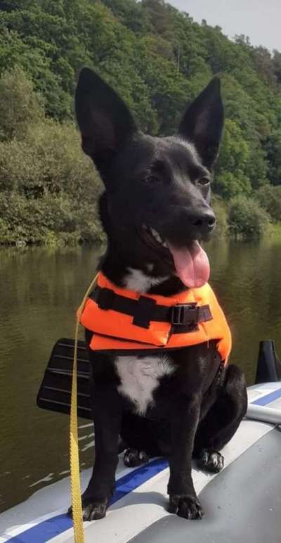 Dogorama Photo Challenge - Tre Chic!-Beitrag-Bild