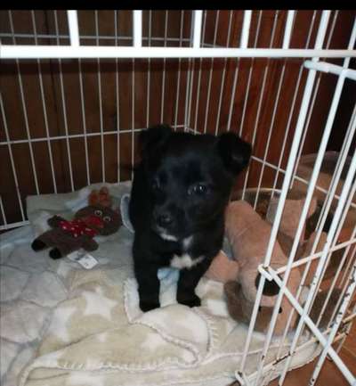 Welpen Bilder !-Beitrag-Bild