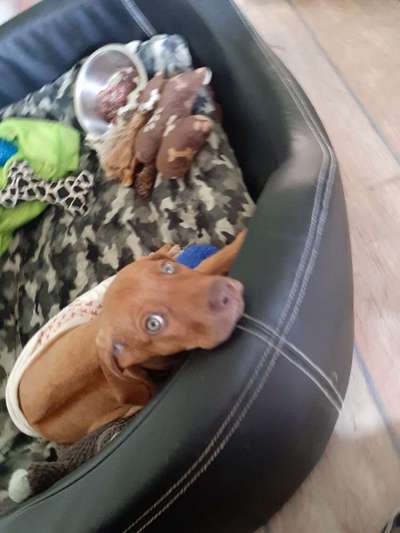 Knochenriss-/Bruch-Beitrag-Bild