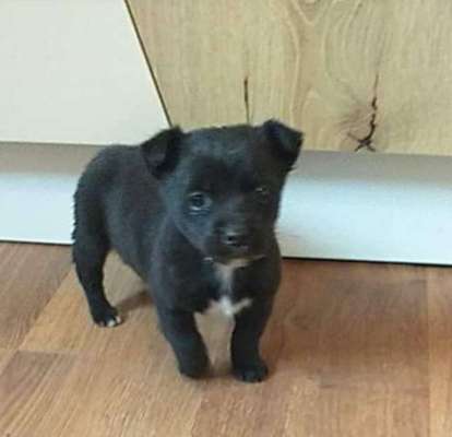 Welpen Bilder !-Beitrag-Bild