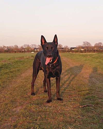 Schäferhund-Beitrag-Bild