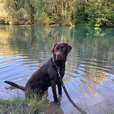 Hundetreffen-Gassitreff/Training/Spielen in und um Ulm-Bild