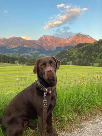 Die Dogorama Kalender Challenge 4/4-Beitrag-Bild