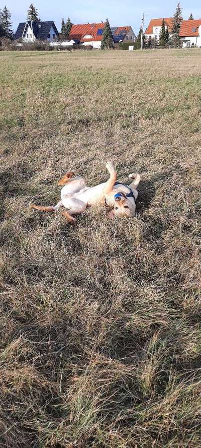 Dogorama Photo Challenge - Wälzen-Beitrag-Bild