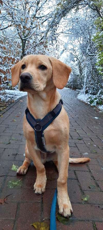 Dogorama Photo Challenge - Portrait-Beitrag-Bild