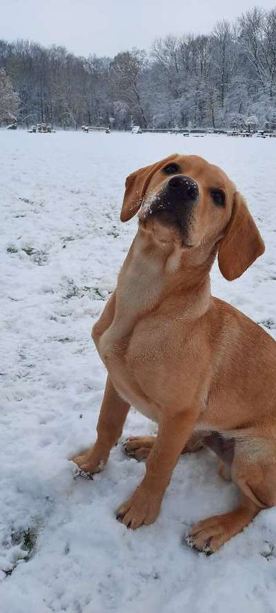 Dogorama Photo Challenge - Winterstimmung-Beitrag-Bild