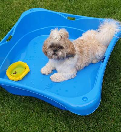 Shih Tzu von Jung bis Senioren-Beitrag-Bild