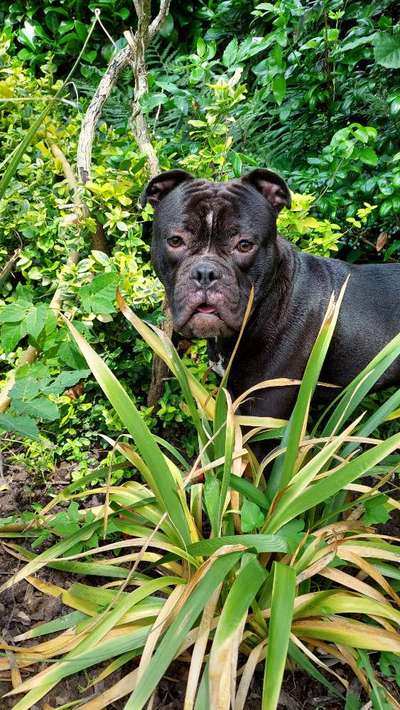 Olde English Bulldogge-Beitrag-Bild