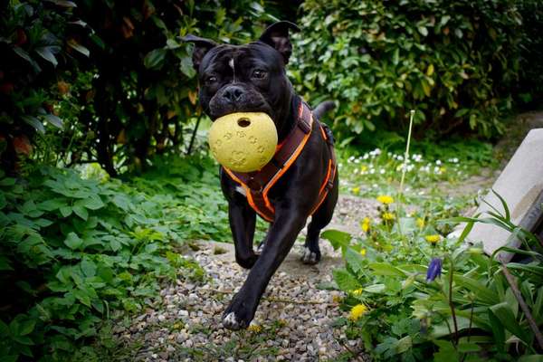 Zeig dein Hund mit seinem Lieblingsspielzeug-Beitrag-Bild
