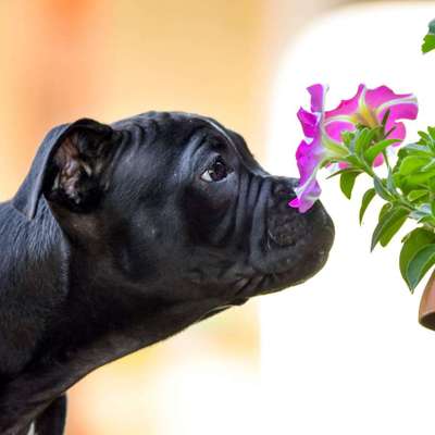 Die Dogorama Monats Challenge "Es grünt und blüht"-Beitrag-Bild