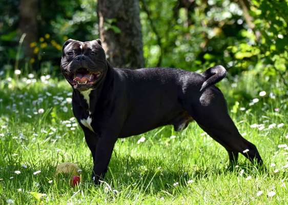 Olde English Bulldogge-Beitrag-Bild