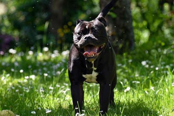 Olde English Bulldogge-Beitrag-Bild