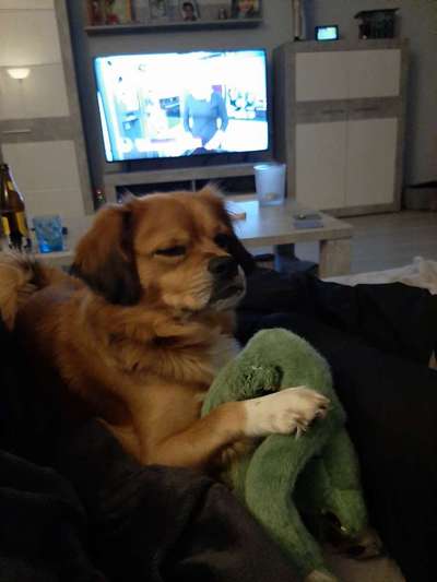 eure Spitznamen für die Vierbeiner-Beitrag-Bild