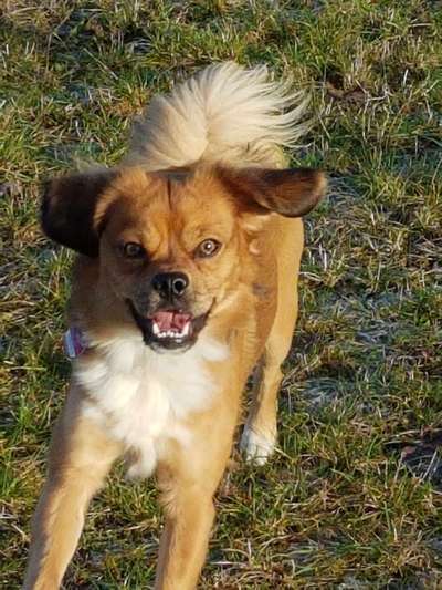 Dogorama Photo Challenge - Hundeblick zum hinschmelzen-Beitrag-Bild