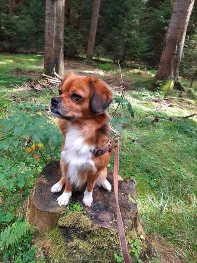 Mischlingshunde Foto Aufruf-Beitrag-Bild