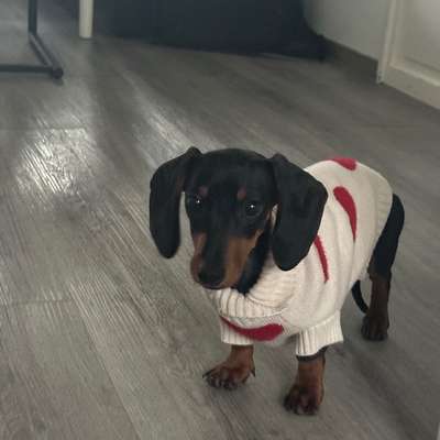 Hundetreffen-Spielrunde-Bild