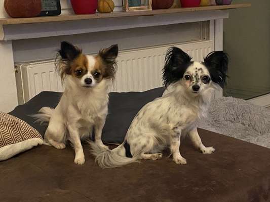 Wo sind die Chihuahua Besitzer ?-Beitrag-Bild