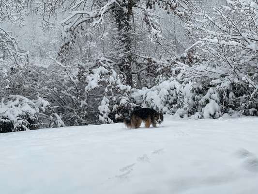 Border Collie-Beitrag-Bild