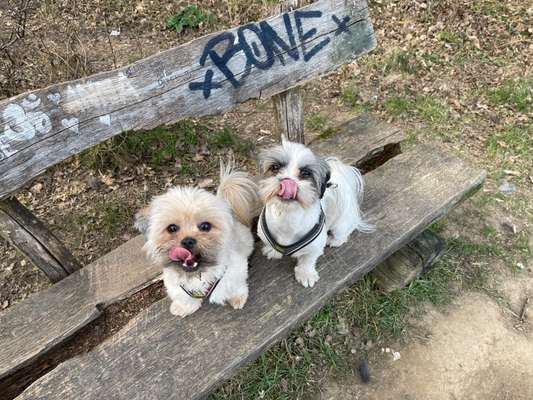 Tongue Out Tuesday-Beitrag-Bild