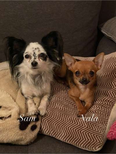 Fotochallenge 124 - Dein Comic-Hund-Beitrag-Bild