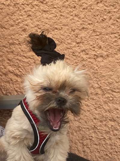 Dogorama Photo Challenge - Dein Hund beim Gähnen-Beitrag-Bild