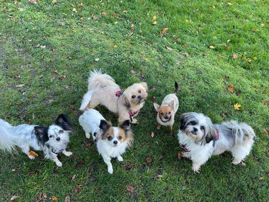 Wo sind die Chihuahua Besitzer ?-Beitrag-Bild