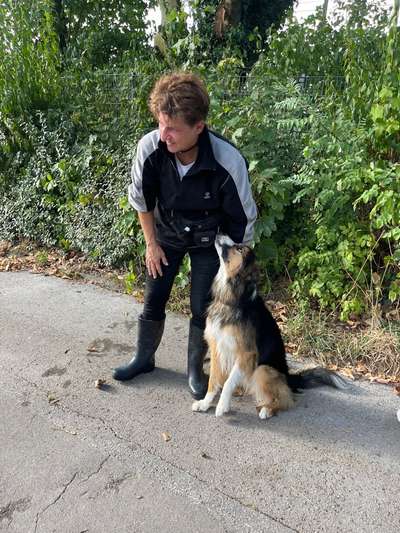 Top Dog-der Live Ticker Thread-Beitrag-Bild