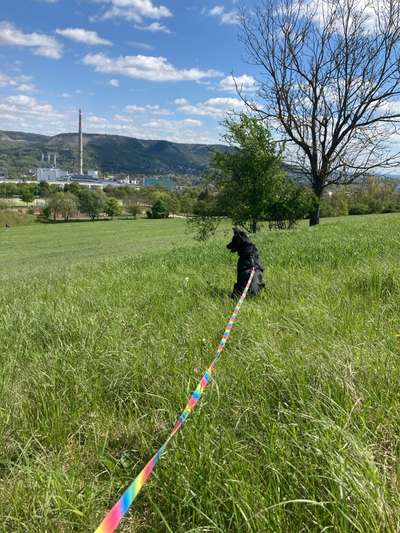 Hundetreffen-Spazieren, Spielen, gerne auch Training-Bild