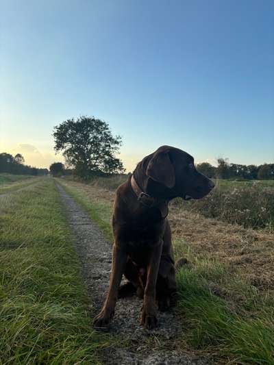 Hundetreffen-Rocky sucht neue Freunde 🐶-Bild