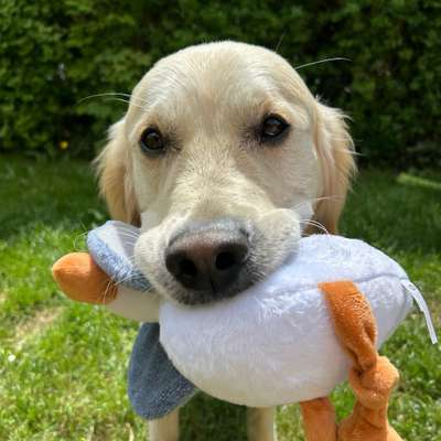 Hundetreffen-Suche einen neuen Freund/in zum Spielen-Bild
