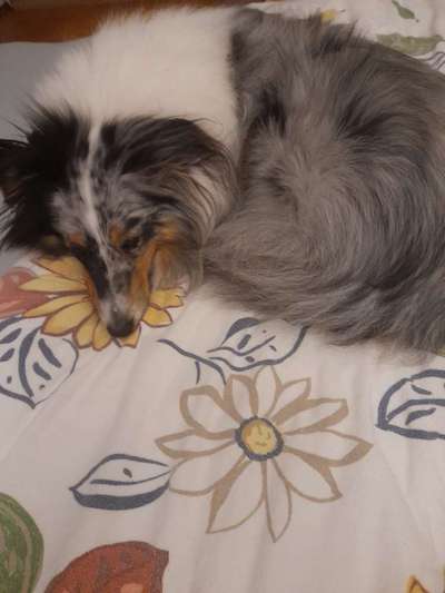 Darf der Hund bei Euch im Bett schlafen?-Beitrag-Bild