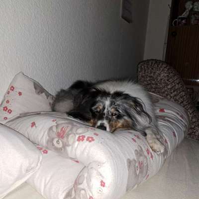 Darf der Hund bei Euch im Bett schlafen?-Beitrag-Bild