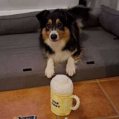 Hundetreffen-Spaziergänge-Bild