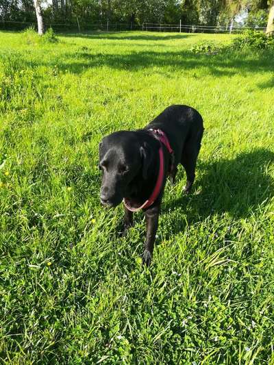 Tierärzte-Tierarztpraxis am Flügel-Bild