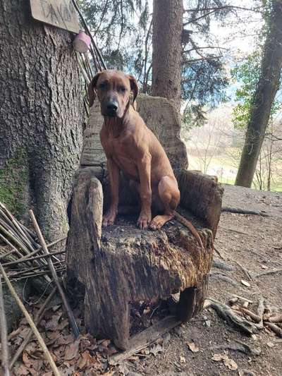 Rhodesian Ridgeback-Beitrag-Bild