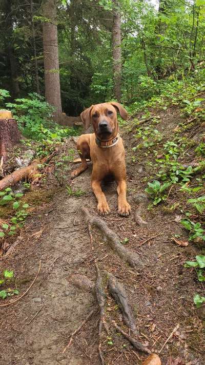 Hundetreffen-Spazieren mit Spielrunde-Bild