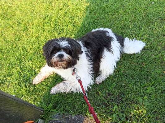 Unsere Fellnasen-Vielfalt im Überblick!-Beitrag-Bild