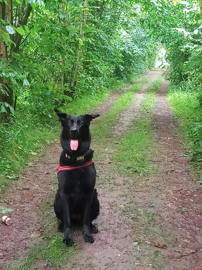 Deutsche Schäferhunde, Belgische Schäferhunde.-Beitrag-Bild