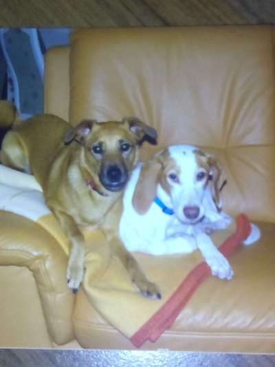 Podenco/Mischlinge hier? :-)-Beitrag-Bild