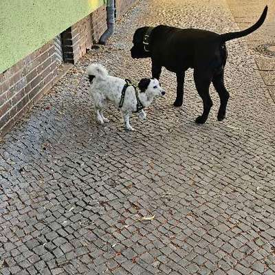 Brauchen wir getrennte Auslaufflächen für kleine Hunde? 🐶-Beitrag-Bild
